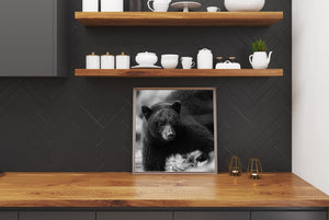 Rounded ears and a pale muzzle stand out against a black bear’s dark coat.