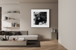 Light falls across the face of a black bear in a monochrome wildlife photograph.