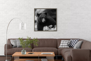 Close black and white view of a black bear with one foreleg near the lower edge.