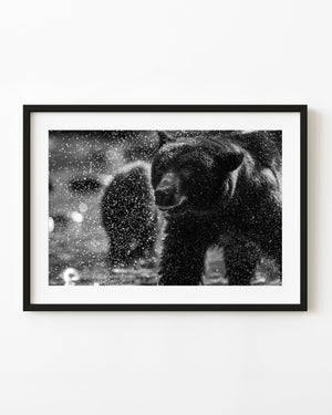 Black bear surrounded by water spray in British Columbia, photographed in black and white.