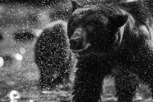 Close black and white view of a bear with bright water droplets suspended around its fur.