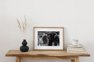 Monochrome bear portrait with bright droplets against a dark woodland background.