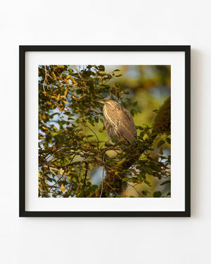 Heron perched among leaves in warm evening light in British Columbia.