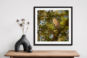 British Columbia heron surrounded by fine branches and softly lit woodland leaves.
