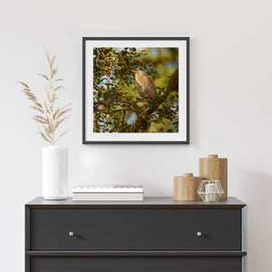Square bird portrait with a heron on a moss-covered branch in evening light.