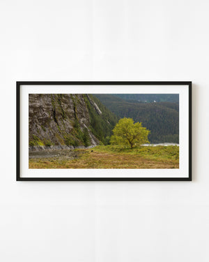 Lone riverside tree beneath a rocky cliff in British Columbia.