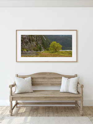 A solitary tree spreads its branches beside water in a British Columbia valley.