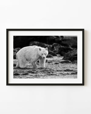 Spirit bear in a British Columbia river, photographed in black and white.