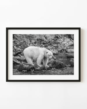 Spirit bear on stream rocks in British Columbia, photographed in black and white.