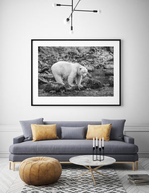 British Columbia spirit bear surrounded by textured rocks and flowing water.