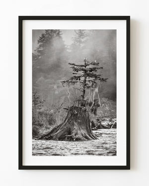 Old stump and young conifer in misty British Columbia woodland, photographed in black and white.