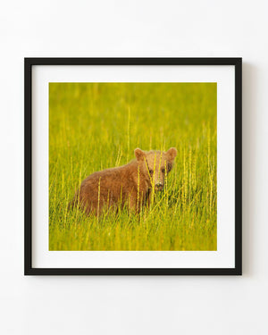 Brown bear cub among tall green grass in a colour wildlife photograph.