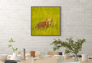Small brown bear with rounded ears peering through tall grass.