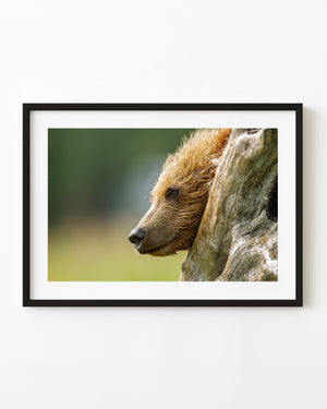 Brown bear cub beside weathered wood in a colour wildlife portrait.