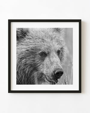 Brown bear cub chewing grass in a black and white wildlife portrait.