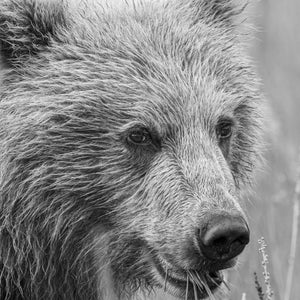 Close view of a young bear’s face with grass at its mouth.