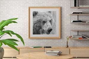 Square black and white wildlife headshot of a young bear amid soft grass.