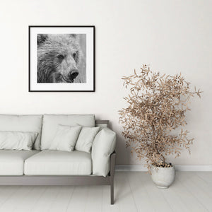Bright whiskers and textured fur surround a bear cub’s dark nose.