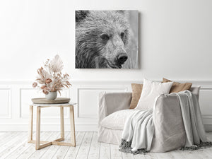 A young brown bear chewing stems in a close monochrome nature photograph.