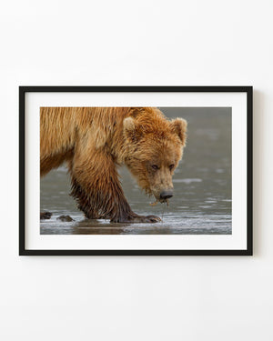Brown bear feeding in shallow water in a colour wildlife photograph.