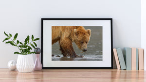 Golden brown fur contrasts with cool grey water around a feeding bear.