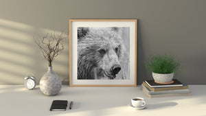 Fine art photo of bear cub mid-meal in natural setting