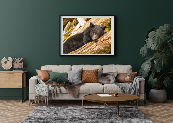 Brown bear cub resting on log | Photo Art Print fine art photographic print