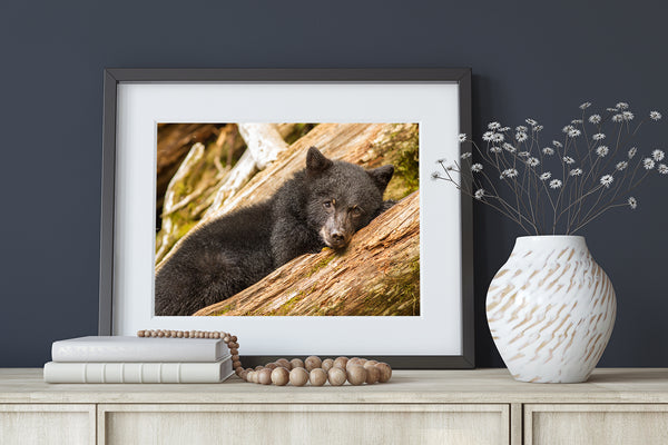 Brown bear cub resting on log | Photo Art Print fine art photographic print