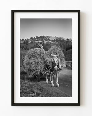 Horse-drawn hay cart in Bucovina, Romania, photographed in black and white.