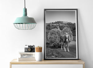 A farmer sits above a mound of hay behind a working horse in Bucovina.