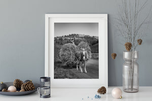 Harness straps and a pale horse contrast with the coarse texture of stacked hay.