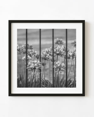 Black and white photograph of flowers behind iron bars in Buenos Aires.