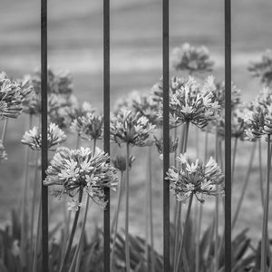 Pale flowers and slender leaves behind an iron fence in Buenos Aires, Argentina.