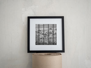 Buenos Aires flowers behind vertical bars in a square monochrome composition.