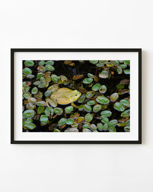 Colour photograph of a bullfrog among floating leaves in Algonquin Park.