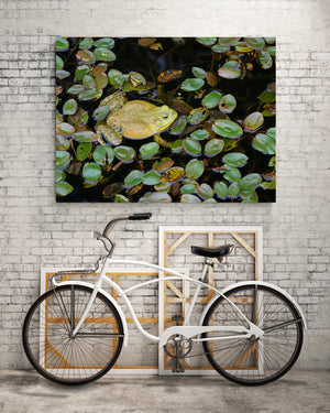 Green floating leaves and a camouflaged bullfrog in a detailed Ontario nature scene.