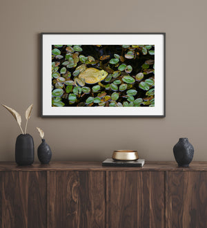 A bullfrog rests among clustered pond leaves above dark water in Algonquin Park.