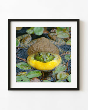 Colour photograph of a bullfrog with a yellow throat among pond leaves.