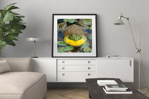 A bullfrog with mottled brown skin and a yellow throat rests among green pond foliage.