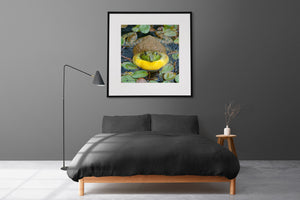Square colour frog photograph with dark water and floating leaves around its face.