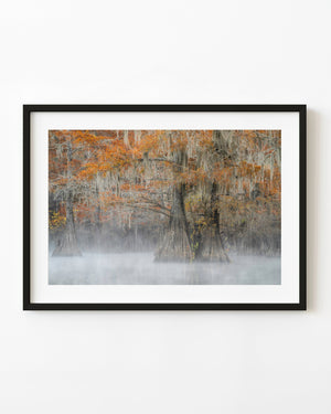 Autumn cypress trees and Spanish moss in morning mist at Caddo Lake.