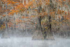 Copper-coloured leaves and cypress trunks emerge from soft morning fog over water.