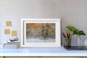 Colour Caddo Lake photograph with hanging Spanish moss and misty autumn woodland.