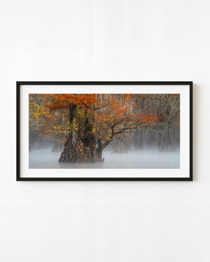 Autumn cypress trees rise from misty water at Caddo Lake.