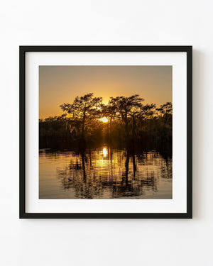 Golden sunset shines through Caddo Lake cypress trees and reflects in rippled water.