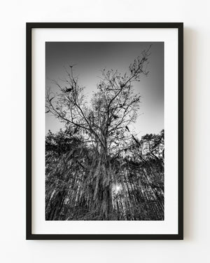 Black and white upward view of a Caddo Lake cypress tree draped in Spanish moss.