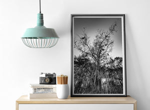 Dark cypress branches and fine strands of Spanish moss reach toward the sky.