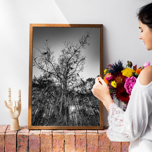 Black and white cypress tree study with tangled branches and trailing moss.