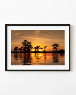 Caddo Lake cypress trees silhouetted against a golden sunset and reflected in rippling water.
