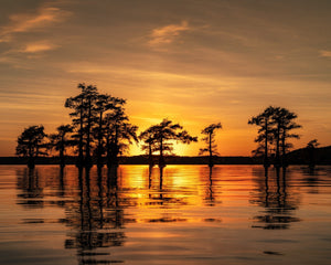 The low sun shines between dark cypress trees above an amber lake reflection.